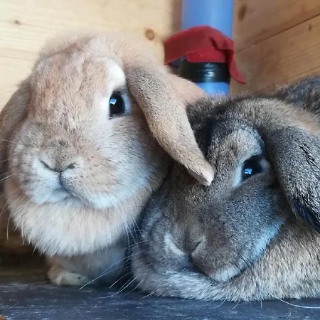 Praschhof 农家乐 玛利亚普法尔