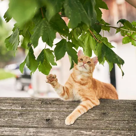 Praschhof Bauernhof *