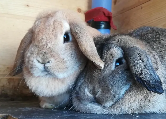 Praschhof مزرعة للإقامة ماريابفار