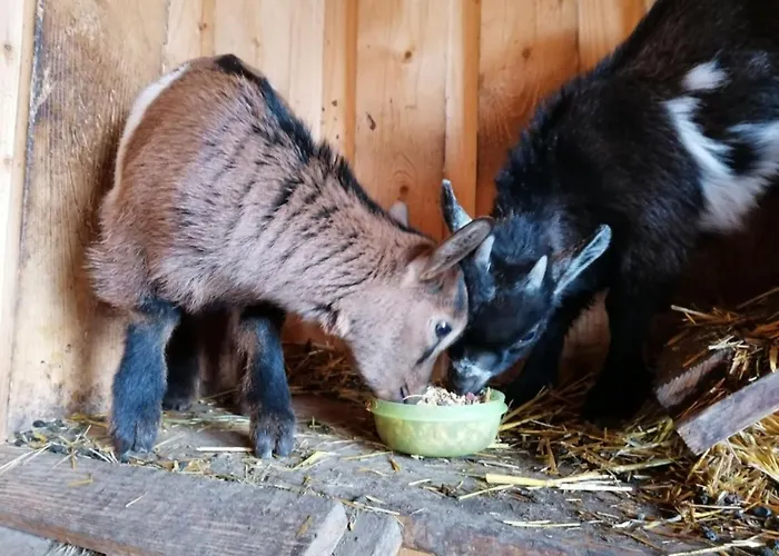 Praschhof * Мариапфар