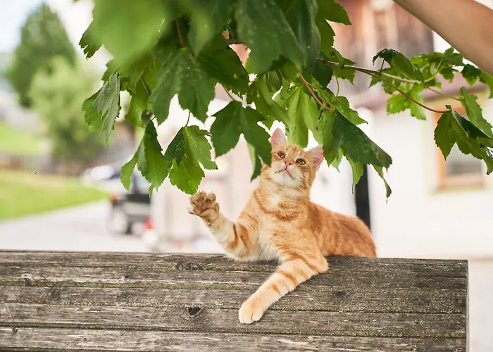 Praschhof Gospodarstwo agroturystyczne *